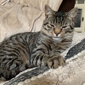 Meet your Posher, Bella